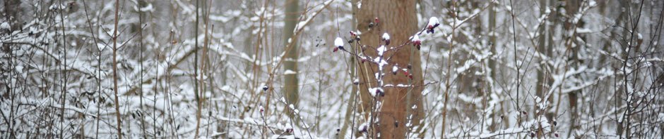 Shree Ganesh Elastoplast ltd