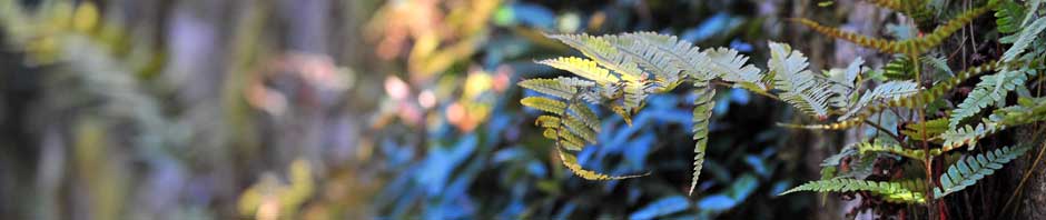 Shree Ganesh Elastoplast ltd